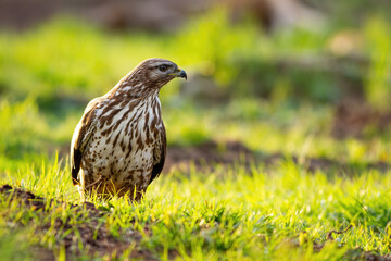 Majestic common buzzard, buteo buteo, standing on glade in sun light. Proud bird of prey looking on grass from front view. Wild animal watching in summertime.