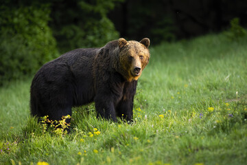 Majestic brown bear, ursus arctos, standing on meadow in nature. Magnificent mammal looking to the camera on grassland. Wild predator watching on wildflowers.