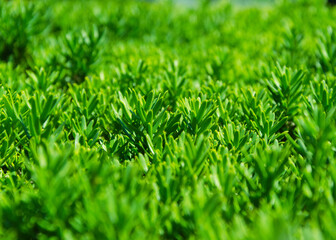 green trimmed bushes close up