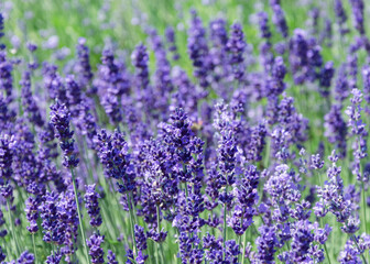 Lavender bushes close up Lavender bushes close up 2