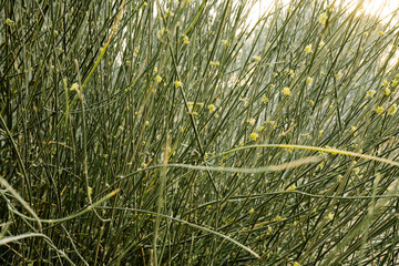 Green thin plants with yellow flowers