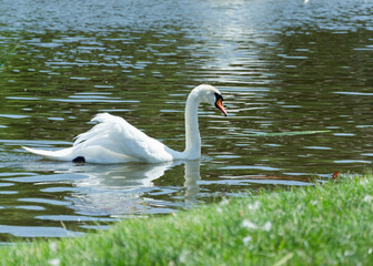 Whine swan floating in the pond