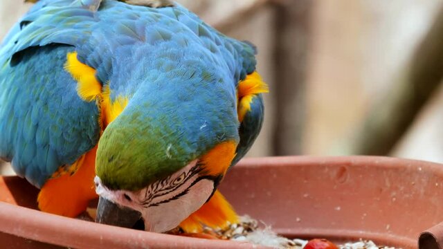Colorful Macaw parrot eating food during daytime( (Ara Ararauna),close up shot