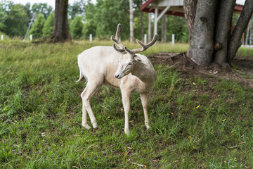 White young dear with antlers in the park, green glass on background. Selective focus.