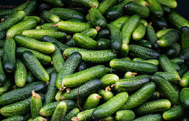 Young fresh cucumbers are for sale in the market.