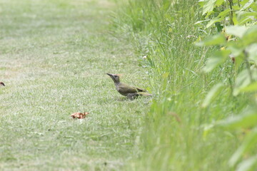 Grünspecht bei der Futtersuche Specht auf Wiese
