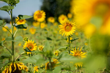 hochgewachsene Sonnenblumen im Feldanbau, haben ihre Blütenkörbe zur Sonne hin ausgerichtet.