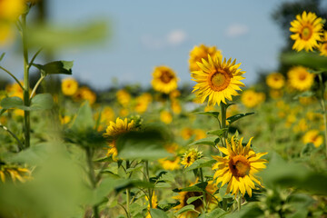 hochgewachsene Sonnenblumen im Feldanbau, haben ihre Blütenkörbe zur Sonne hin ausgerichtet.