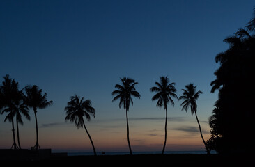 Naklejka premium palm trees at sunset