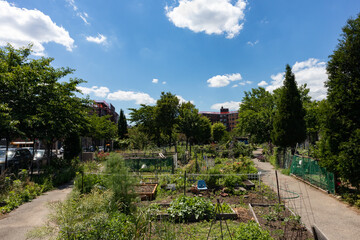Green Plants and Flowers in a Community Garden in Astoria Queens New York during Summer