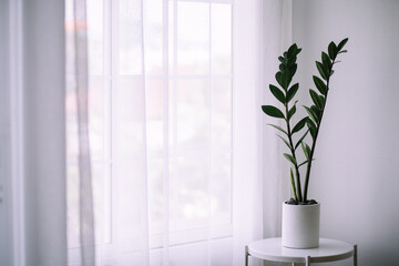 Zamioculcas Zamiifolia plant in white flower pot stand on wooden stool on a light background....