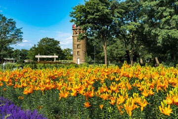 薔薇　農家　農業　田舎