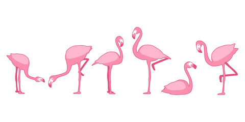 Set of Flamingo bird, Bird vector illustration, eps10 vector format.	