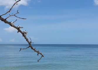 tree on the sea coast