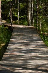 wooden decking in the middle of a pine forest