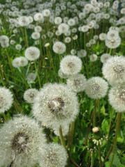 close up of dandelions on the field