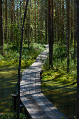 wooden decking in the middle of a pine forest
