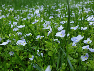 close up of garden blue flowers