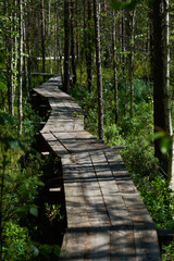 Obraz premium wooden decking in the middle of a pine forest