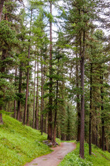 Stazerwald, Wald, Waldweg, Wanderweg, Holzbank, Stazersee, Rosatschgruppe, St. Moritz, Lärche, Arve, Bergföhre, Hochmoor, Wildruhezone, Alpen, Oberengadin, Graubünden, Sommer, Schweiz