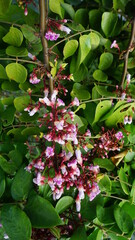 
Pink flowers that grow between dense foliage and have unique characteristics. Suitable for people who are looking for photos about flowers and plants