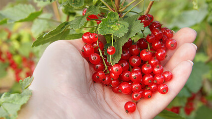red currants in hand