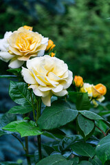 Close-up of tender buds of a yellow-orange rose in full bloom in a summer garden.