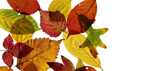 Collection of translucent autumn leaves on white background.	