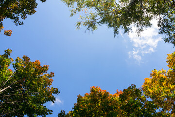 The tops of trees with colorful foliage against a blue sky. Natural frame. Bottom view.