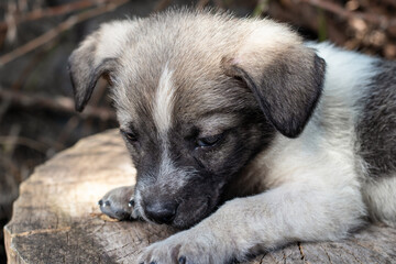 A little pooch sits on the street on a stump. Beautiful cute dog aged 2 months, pet.