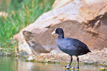 Fototapeta premium Eurasian coot standing on a solid rock