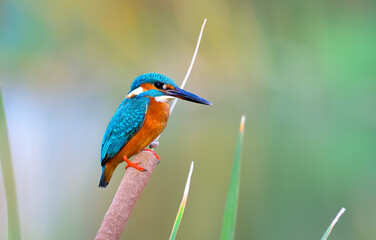 Common Kingfisher perched on a reed