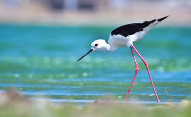 Black-winged Stilt in search of food