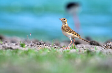 Paddyfield pipit forging on ground