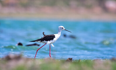 Black-winged Stilt roaming around lake bed