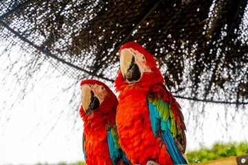 アカコンゴウインコのつがい