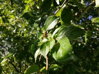 Cherry branch with green leaves in the ray of the sun. The cherry bush itself in the shade of the greenery of the garden.