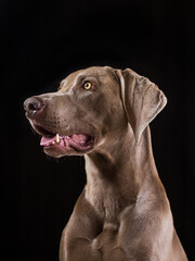 Portrait of an adorable gray weimaraner looking to the left side cut of with a black color as background