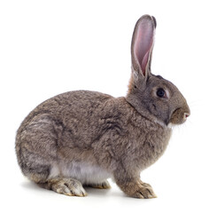 One grey rabbit.