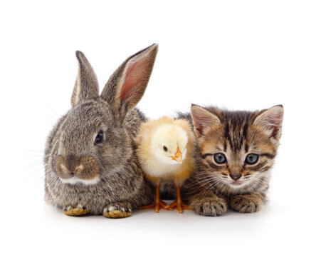Kitten and chicken with a rabbit.