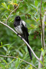 Black-billed Magpie perched/sitting on tree branch