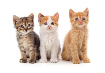 Three small kittens.