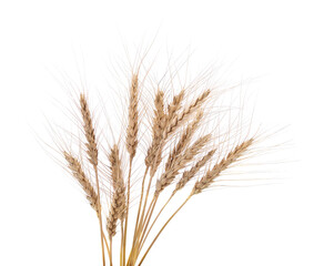 Fototapeta premium Spikes of wheat.