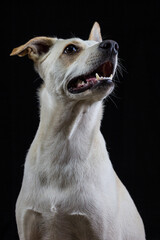 Portrait of a cute and young white and yellow dog in a black studio looking around