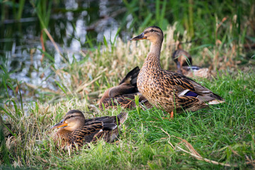 Wild ducks sitting near the water in the summer. Ducks  close up wildlife photography.
