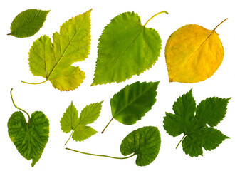 Collection of autumn leaves isolated on white background. Set of different fall leaves. High detail.	