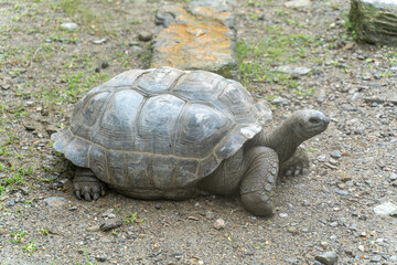 アルダブラゾウガメ