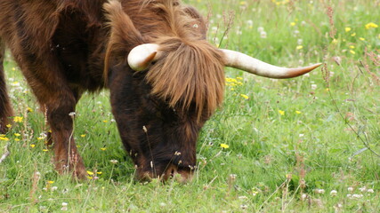 Highland cow with horns