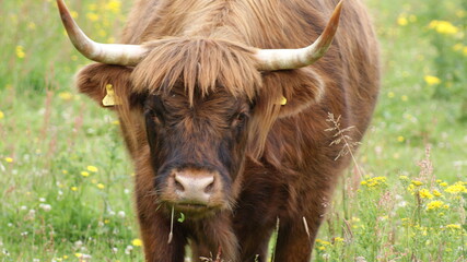 Highland cow with horns