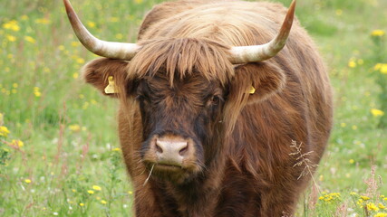 scottish highland cow